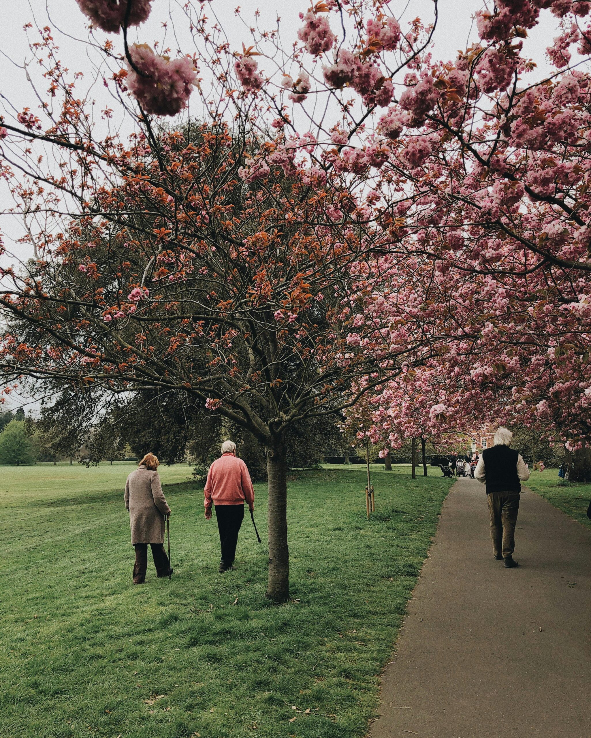 Elderly couple walking under blooming cherry trees in park